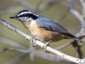 Red-breasted Nuthatch - Griffith Woods Park, Calgary