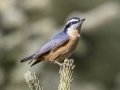 Red-breasted Nuthatch - Griffith Woods Park, Calgary