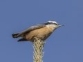 Red-breasted Nuthatch - Griffith Woods Park, Calgary