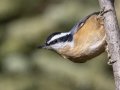Red-breasted Nuthatch - Griffith Woods Park, Calgary