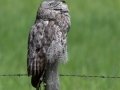 Great Gray Owl - Water Valley