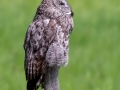 Great Gray Owl - Water Valley