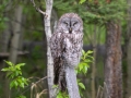 Great Gray Owl - Water Valley