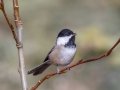 Black-capped Chickadee - Griffith Woods Park, Calgary