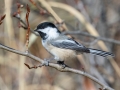 Black-capped Chickadee - Griffith Woods Park, Calgary