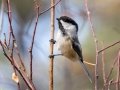 Black-capped Chickadee - Griffith Woods Park, Calgary