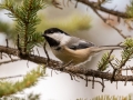 Black-capped Chickadee - Griffith Woods Park, Calgary