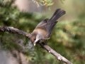 Boreal Chickadee - Griffith Woods Park, Calgary