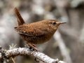 Pacific Wren - Johnston Canyon, Banff National Park