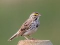 Savannah Sparrow - Horse Creek Road Marsh, near Cochrane