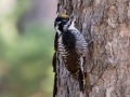 American Three-toed Woodpecker - Griffith Woods Park, Calgary