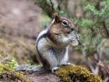 Golden-mantled Ground Squirrel - Johnston Canyon, Banff NP