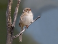 Clay-colored Sparrow - Bryant Creek, Sibbald Creek Road, west of Calgary