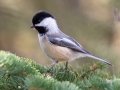 Black-capped Chickadee - Griffith Woods Park, Calgary