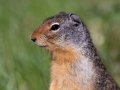 Columbian Ground Squirrel - Muleshoe Picnic Area, Banff NP