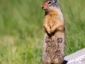 Columbian Ground Squirrel - Muleshoe Picnic Area, Banff NP