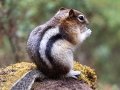 Golden-mantled Ground Squirrel - Johnston Canyon, Banff NP