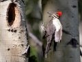 Pileated Woodpecker - Muleshoe Picnic Area, Banff NP