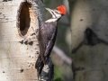 Pileated Woodpecker - Muleshoe Picnic Area, Banff NP