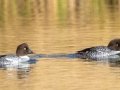 Common Goldeneye (left) Barrow's Goldeneye (right)  - Griffith Woods Park, Calgary