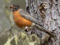 American Robin - Johnston Canyon, Banff National Park