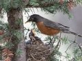 American Robin feeding Chicks - Johnston Canyon, Banff National Park