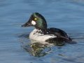 Common Goldeneye (male)  - Griffith Woods Park, Calgary
