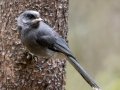 Canada Jay - Johnston Canyon, Banff National Park