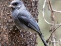 Canada Jay - Johnston Canyon, Banff National Park