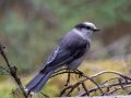 Canada Jay - Johnston Canyon, Banff National Park