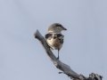 Northern Shrike - Griffith Woods Park, Calgary