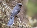 Canada Jay - Johnston Canyon, Banff National Park