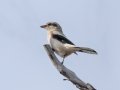 Northern Shrike - Griffith Woods Park, Calgary