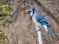 Blue Jay - Griffith Woods Park, Calgary