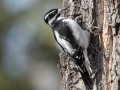 Hairy Woodpecker (female) - Griffith Woods Park, Calgary