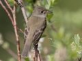 Alder Flycatcher - Bryant Creek, Sibbald Creek Road, west of Calgary
