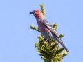 Pine Grosbeak - Banff Gondola
