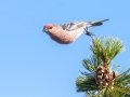 Pine Grosbeak - Banff Gondola