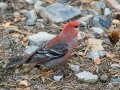 Pine Grosbeak - Banff Gondola