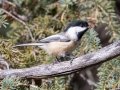 Black-capped Chickadee - Griffith Woods Park, Calgary