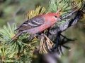 Pine Grosbeak - Banff Gondola