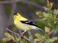 American Goldfinch - Sibbald Creek Road, west of Calgary