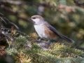 Boreal Chickadee - Griffith Woods Park, Calgary