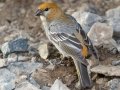 Pine Grosbeak - Banff Gondola