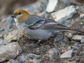 Pine Grosbeak - Banff Gondola