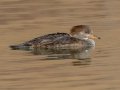 Hooded Merganser - Griffith Woods Park, Calgary