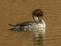 Common Goldeneye fe(male)  - Griffith Woods Park, Calgary