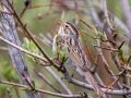 Clay-colored Sparrow - Bryant Creek, Sibbald Creek Road, west of Calgary