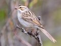 Clay-colored Sparrow - Bryant Creek, Sibbald Creek Road, west of Calgary