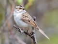 Clay-colored Sparrow - Bryant Creek, Sibbald Creek Road, west of Calgary